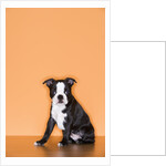Boston Terrier Puppy by Anonymous