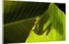 Red-eyed Tree Frog on Leaf by Anonymous