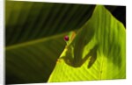 Red-eyed Tree Frog on Leaf by Anonymous
