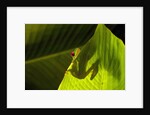 Red-eyed Tree Frog on Leaf by Anonymous