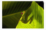 Red-eyed Tree Frog on Leaf by Anonymous