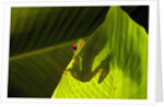 Red-eyed Tree Frog on Leaf by Anonymous