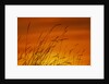Grass Stalks Against Sunset Sky by Anonymous