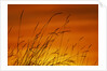 Grass Stalks Against Sunset Sky by Anonymous