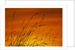 Grass Stalks Against Sunset Sky by Anonymous