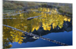 Beaver Pond and Reflection of Golden Aspens by Anonymous