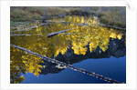 Beaver Pond and Reflection of Golden Aspens by Anonymous
