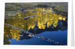 Beaver Pond and Reflection of Golden Aspens by Anonymous