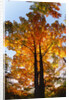 Sugar Maple Glowing in Fall Colors by Anonymous
