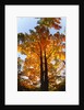 Sugar Maple Glowing in Fall Colors by Anonymous