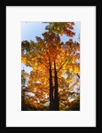 Sugar Maple Glowing in Fall Colors by Anonymous