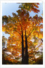 Sugar Maple Glowing in Fall Colors by Anonymous