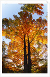 Sugar Maple Glowing in Fall Colors by Anonymous
