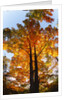 Sugar Maple Glowing in Fall Colors by Anonymous