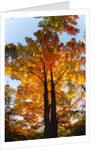 Sugar Maple Glowing in Fall Colors by Anonymous