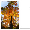 Sugar Maple Glowing in Fall Colors by Anonymous