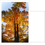 Sugar Maple Glowing in Fall Colors by Anonymous