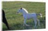 White Spanish Mustang Foal Running to His Mare by Anonymous