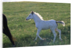 White Spanish Mustang Foal Running to His Mare by Anonymous