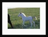 White Spanish Mustang Foal Running to His Mare by Anonymous
