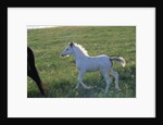 White Spanish Mustang Foal Running to His Mare by Anonymous