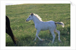 White Spanish Mustang Foal Running to His Mare by Anonymous