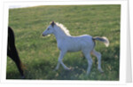 White Spanish Mustang Foal Running to His Mare by Anonymous