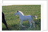 White Spanish Mustang Foal Running to His Mare by Anonymous