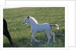 White Spanish Mustang Foal Running to His Mare by Anonymous
