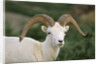 Dall Sheep Ram With Large Horns by Anonymous