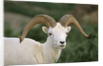 Dall Sheep Ram With Large Horns by Anonymous