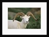 Dall Sheep Ram With Large Horns by Anonymous