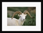 Dall Sheep Ram With Large Horns by Anonymous