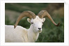Dall Sheep Ram With Large Horns by Anonymous