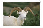 Dall Sheep Ram With Large Horns by Anonymous