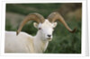 Dall Sheep Ram With Large Horns by Anonymous