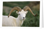 Dall Sheep Ram With Large Horns by Anonymous