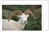 Dall Sheep Ram With Large Horns by Anonymous