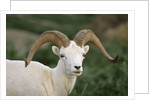 Dall Sheep Ram With Large Horns by Anonymous