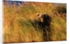 Female Brown (Grizzly) Bear in Tall Grass by Anonymous