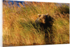 Female Brown (Grizzly) Bear in Tall Grass by Anonymous