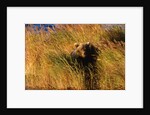 Female Brown (Grizzly) Bear in Tall Grass by Anonymous
