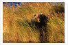 Female Brown (Grizzly) Bear in Tall Grass by Anonymous