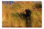 Female Brown (Grizzly) Bear in Tall Grass by Anonymous