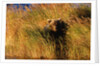 Female Brown (Grizzly) Bear in Tall Grass by Anonymous