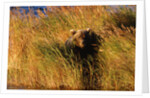 Female Brown (Grizzly) Bear in Tall Grass by Anonymous
