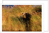 Female Brown (Grizzly) Bear in Tall Grass by Anonymous