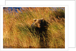 Female Brown (Grizzly) Bear in Tall Grass by Anonymous