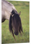 Spanish Mustang Stallion with Long Mane Over Eyes by Anonymous