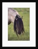 Spanish Mustang Stallion with Long Mane Over Eyes by Anonymous